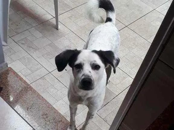 Cachorro ra a Srd idade 3 anos nome Branquinha 