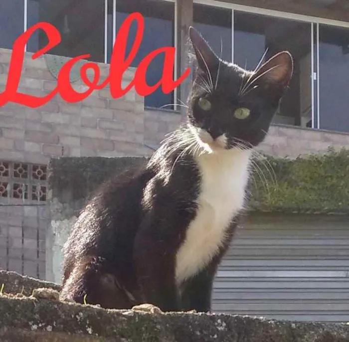 Gato ra a  idade 1 ano nome Não sei 