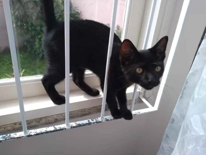 Gato ra a  idade 1 ano nome Não sei 