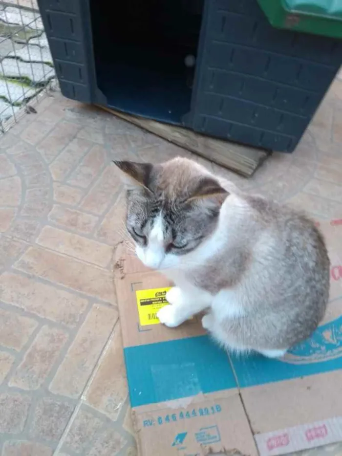 Gato ra a  idade 1 ano nome Não sei 