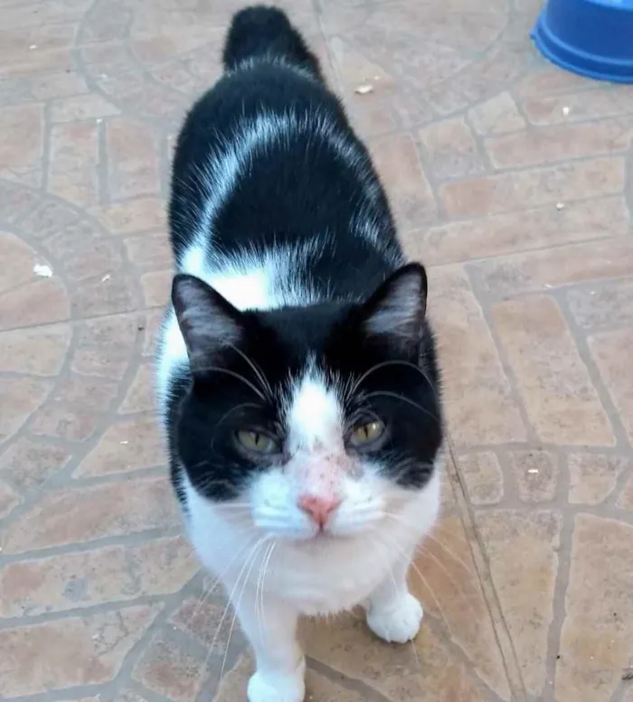 Gato ra a  idade 1 ano nome Não sei 