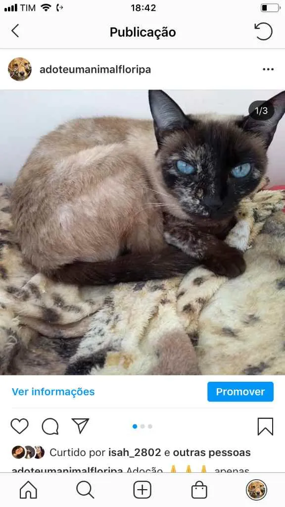 Gato ra a  idade 1 ano nome Não sei 