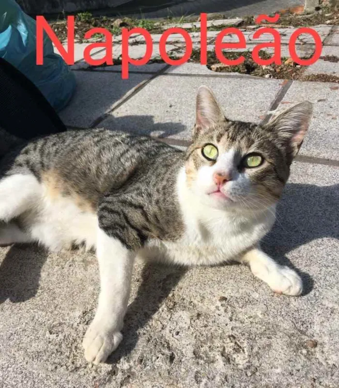 Gato ra a  idade 1 ano nome Não sei 