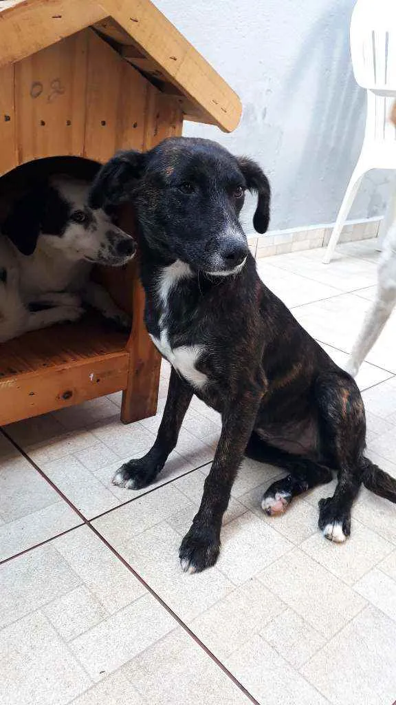 Cachorro ra a Srd idade 7 a 11 meses nome Neguinha