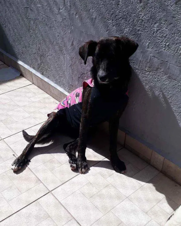 Cachorro ra a Srd idade 7 a 11 meses nome Neguinha