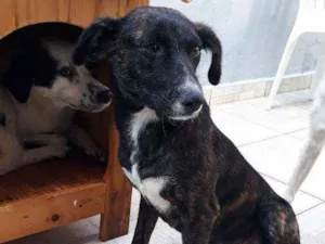 Cachorro raça Srd idade 7 a 11 meses nome Neguinha