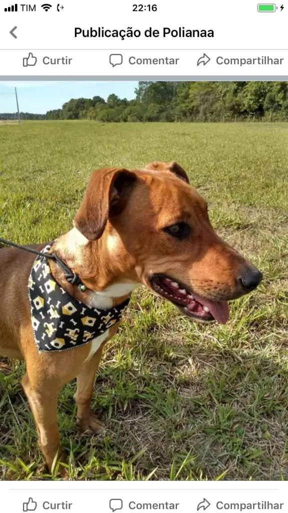 Cachorro ra a  idade 2 anos nome Não sei 