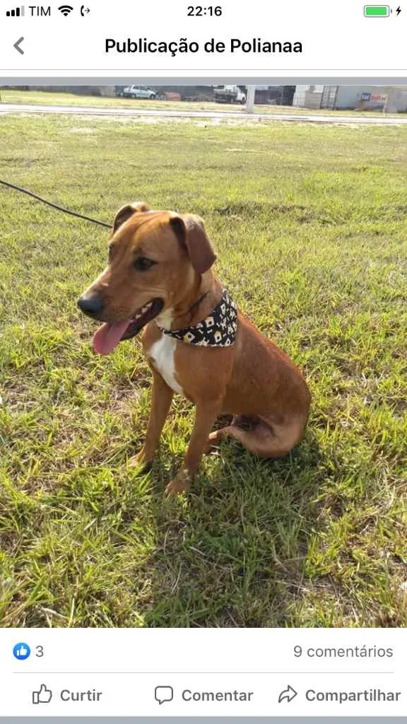 Cachorro ra a  idade 2 anos nome Não sei 
