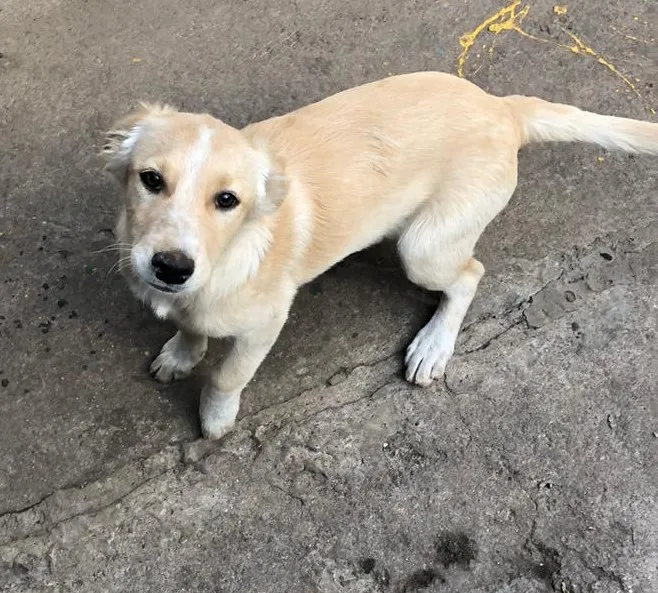 Cachorro ra a srd idade 2 a 6 meses nome Cocada