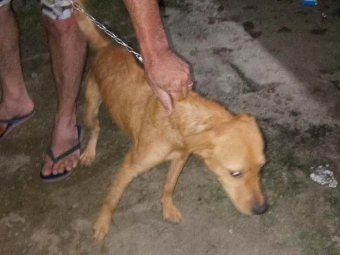 Cachorro raça SRD idade 2 anos nome Romeu