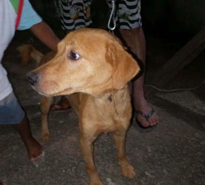 Cachorro raça SRD idade 2 anos nome Romeu