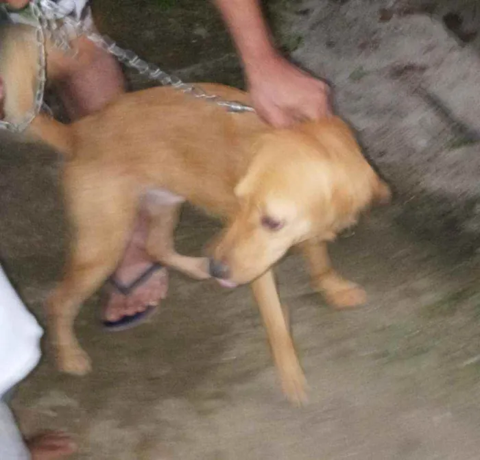 Cachorro raça SRD idade 2 anos nome Romeu