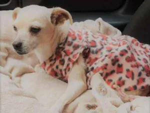 Cachorro raça Srd idade 3 anos nome Clara