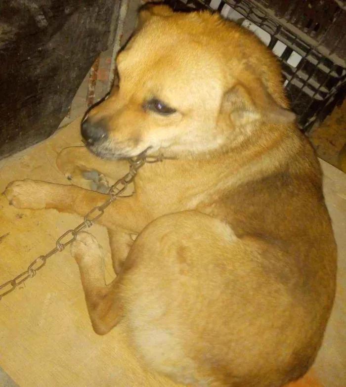 Cachorro ra a Indefinida idade 4 anos nome Amora