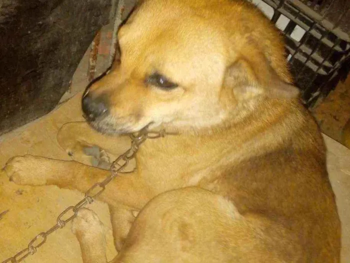 Cachorro ra a Indefinida idade 4 anos nome Amora