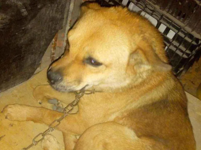 Cachorro ra a Indefinida idade 4 anos nome Amora