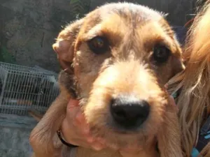 Cachorro raça srd idade 2 a 6 meses nome Keke