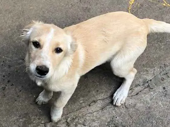 Cachorro ra a srd idade 2 a 6 meses nome Cocada