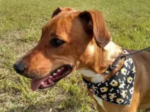 Cachorro raça  idade 2 anos nome Não sei 