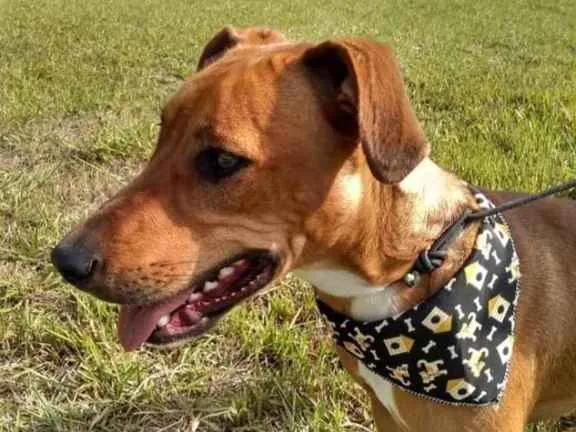 Cachorro ra a  idade 2 anos nome Não sei 