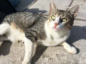 Gato raça  idade 1 ano nome Não sei 