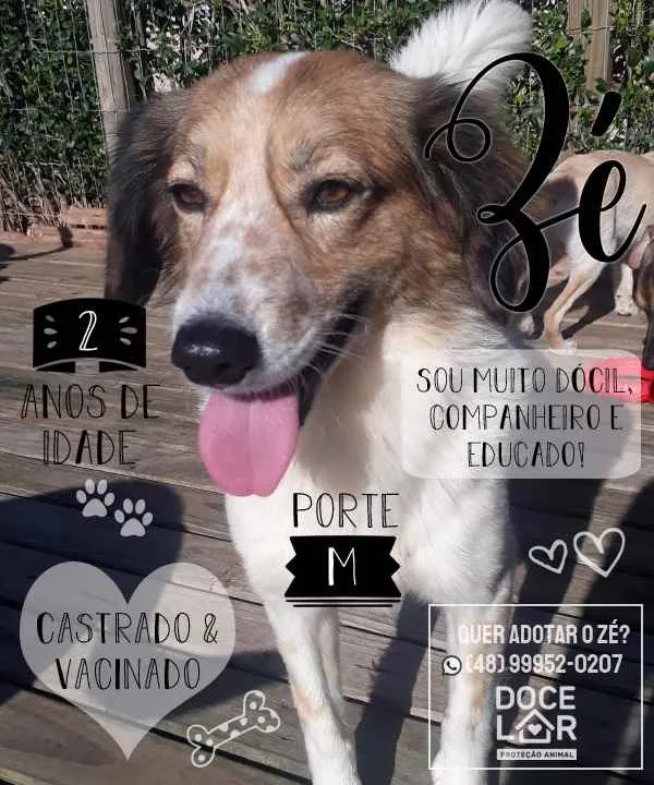Cachorro ra a  idade 2 anos nome Não sei 