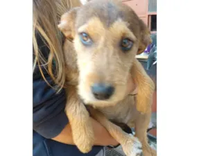 Cachorro raça srd idade  nome Rubi 