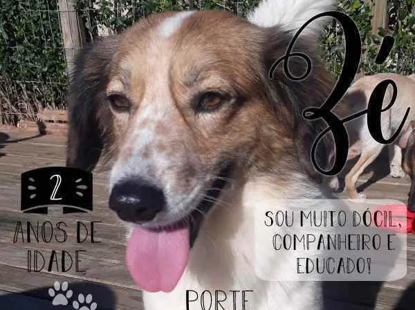 Cachorro ra a  idade 2 anos nome Não sei 