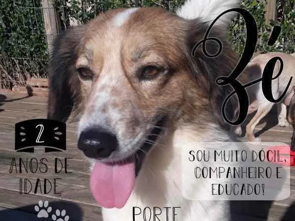 Cachorro ra a  idade 2 anos nome Não sei 