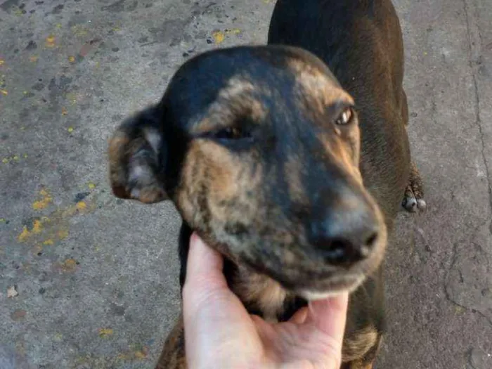 Cachorro raça srd idade 2 a 6 meses nome Cacau