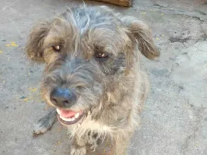 Cachorro raça mix idade  nome july