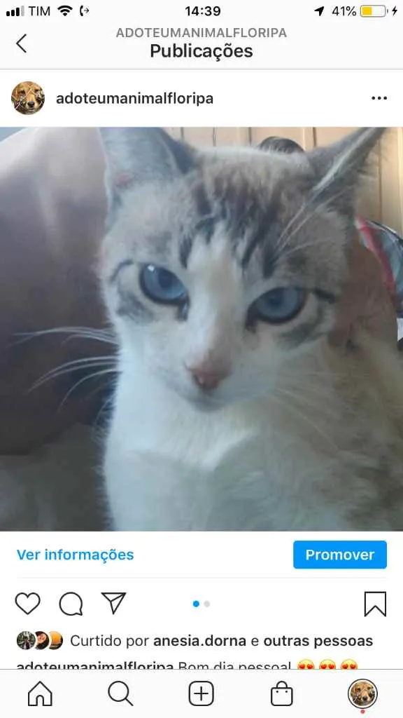 Gato ra a  idade 2 anos nome Não sei 
