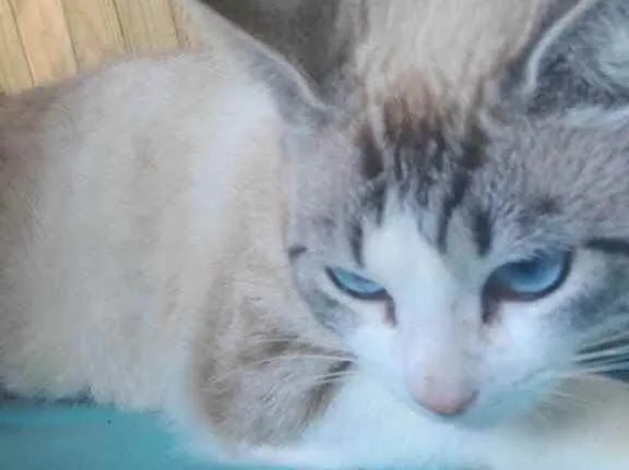 Gato ra a  idade 2 anos nome Não sei 