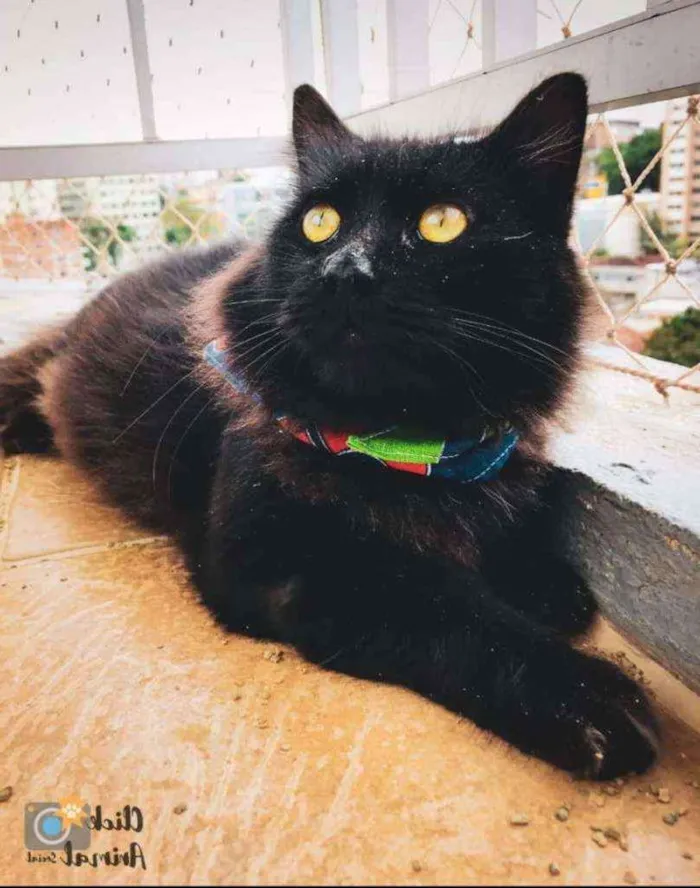 Gato ra a SRD idade  nome CAFE