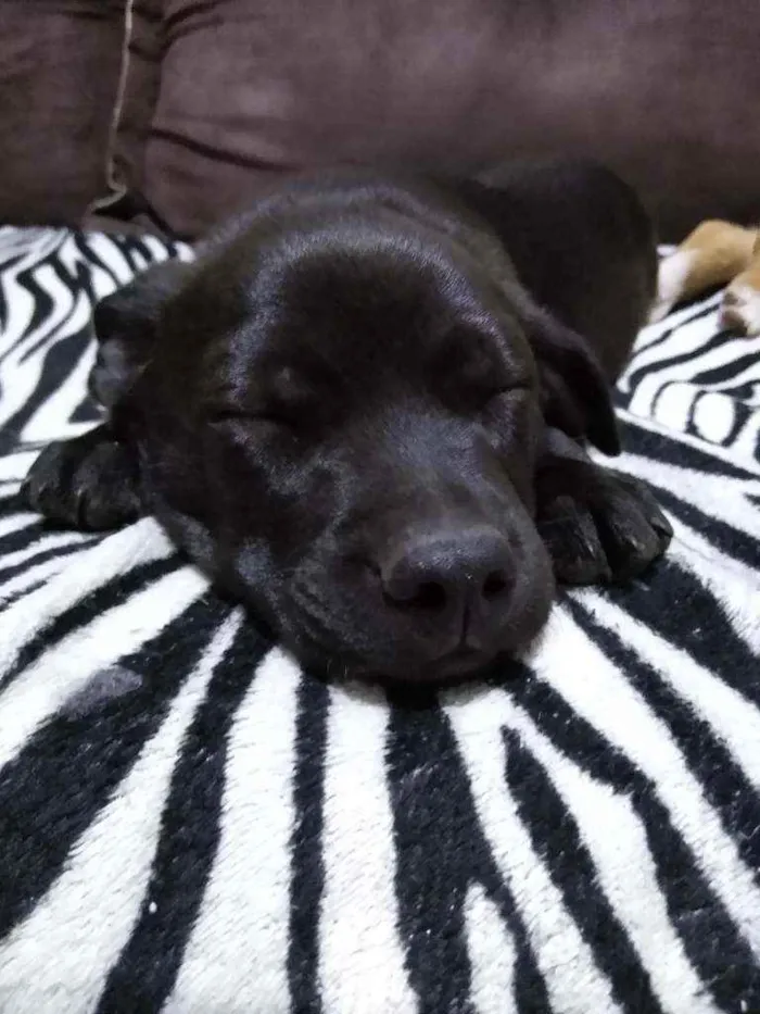 Cachorro ra a N/D idade 2 a 6 meses nome Manuel, Scarlett, To