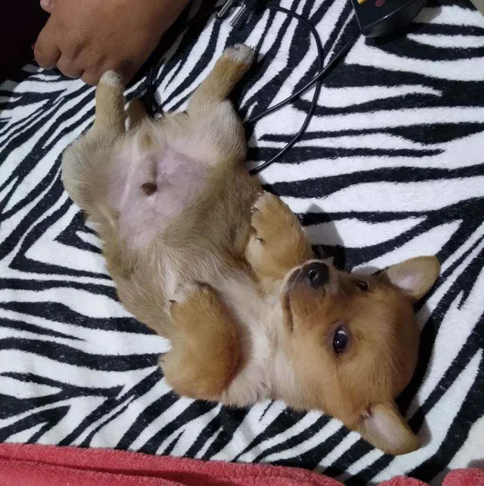 Cachorro ra a N/D idade 2 a 6 meses nome Manuel, Scarlett, To