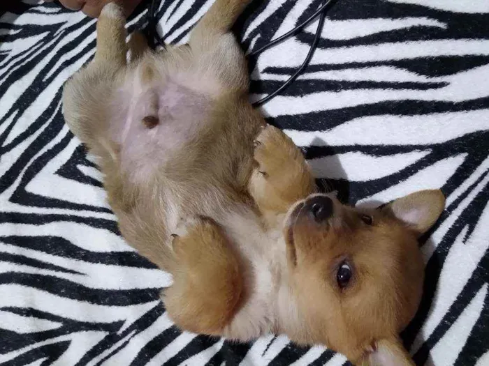 Cachorro ra a N/D idade 2 a 6 meses nome Manuel, Scarlett, To