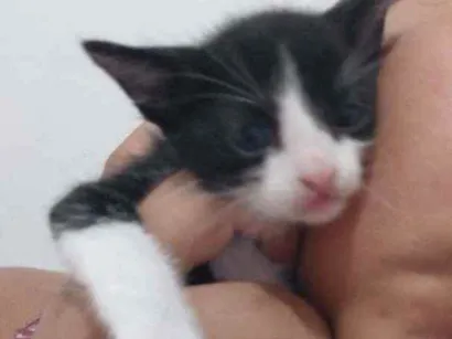 Gato raça Filhote de siamês  idade Abaixo de 2 meses nome Bento