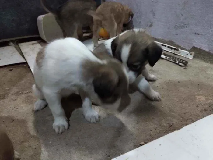 Cachorro raça Vira lata  idade Abaixo de 2 meses nome São 6 filhotes