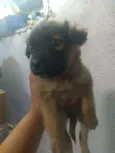 São 6 filhotes