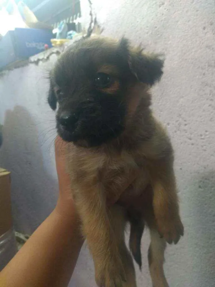 Cachorro raça Vira lata  idade Abaixo de 2 meses nome São 6 filhotes