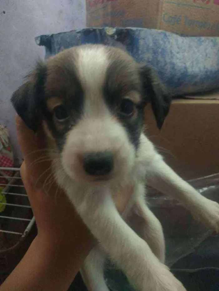 Cachorro raça Vira lata  idade Abaixo de 2 meses nome São 6 filhotes