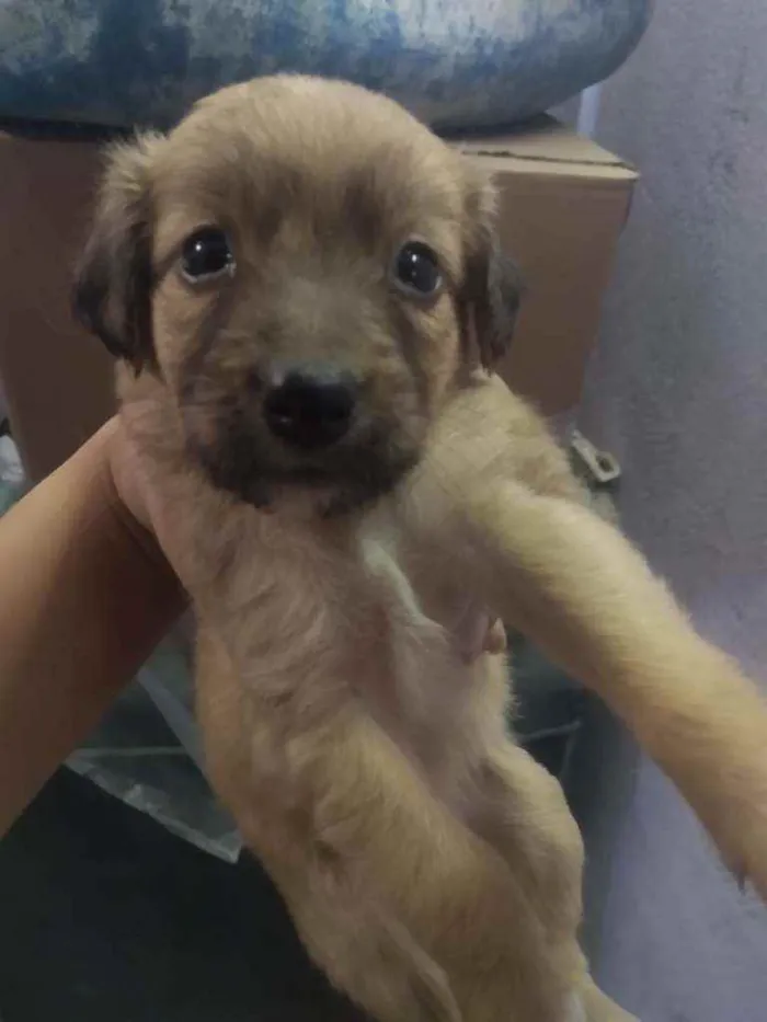 Cachorro raça Vira lata  idade Abaixo de 2 meses nome São 6 filhotes