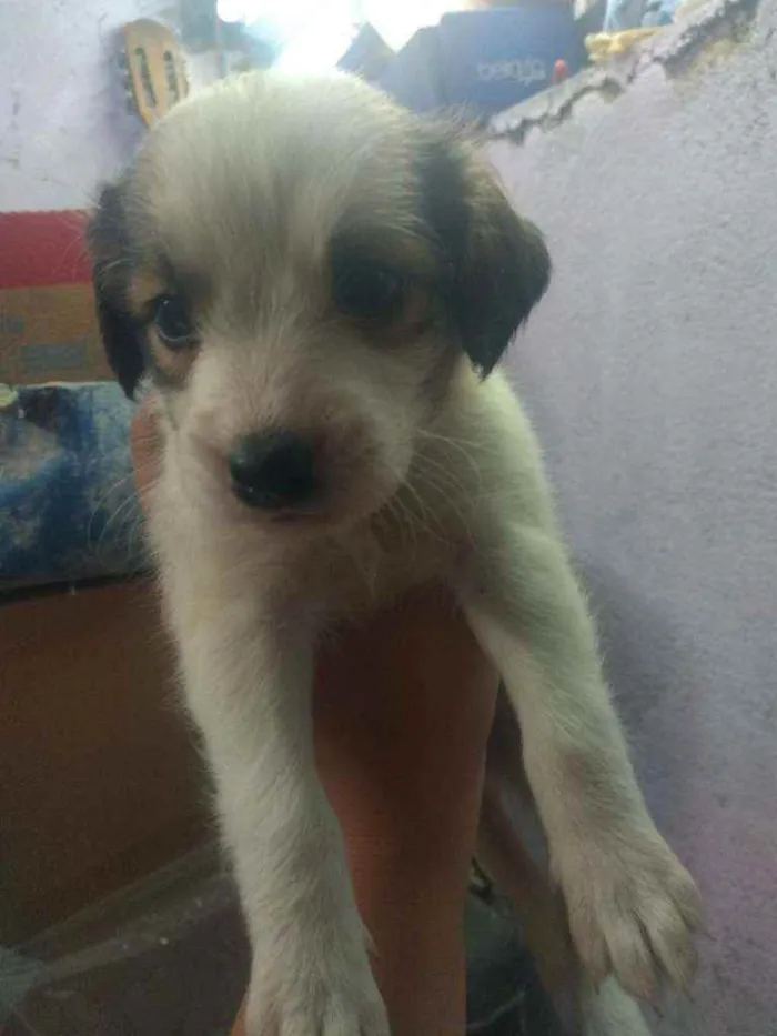 Cachorro raça Vira lata  idade Abaixo de 2 meses nome São 6 filhotes
