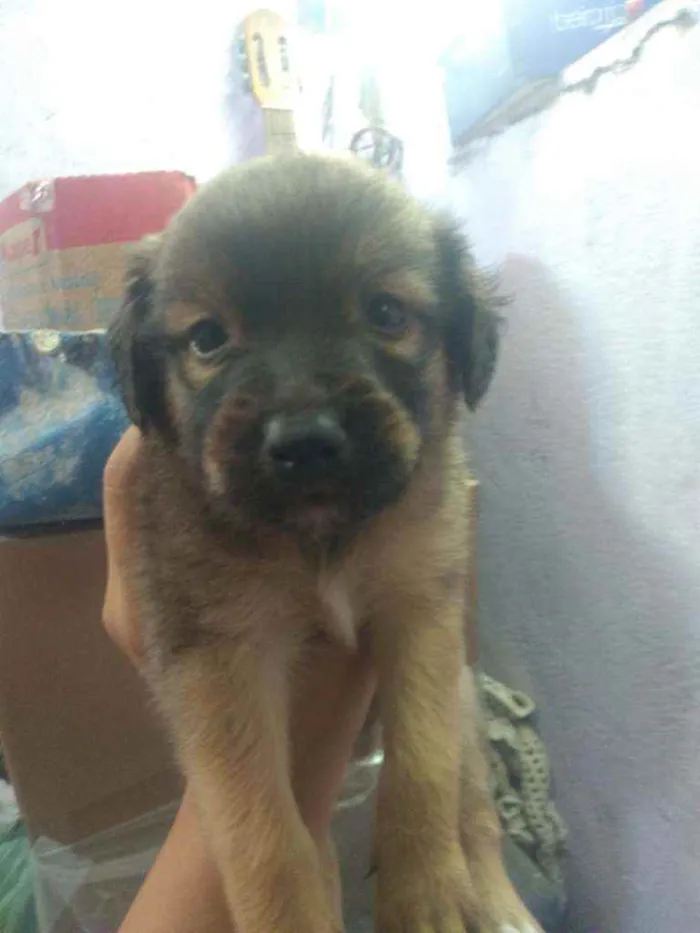 Cachorro raça Vira lata  idade Abaixo de 2 meses nome São 6 filhotes