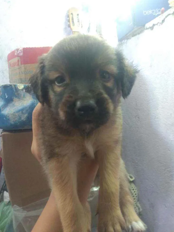 Cachorro raça Vira lata  idade Abaixo de 2 meses nome São 6 filhotes