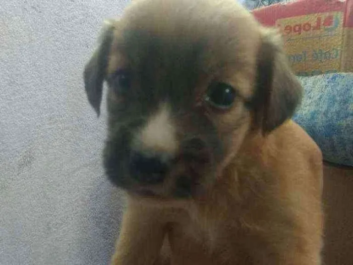 Cachorro raça Vira lata  idade Abaixo de 2 meses nome São 6 filhotes