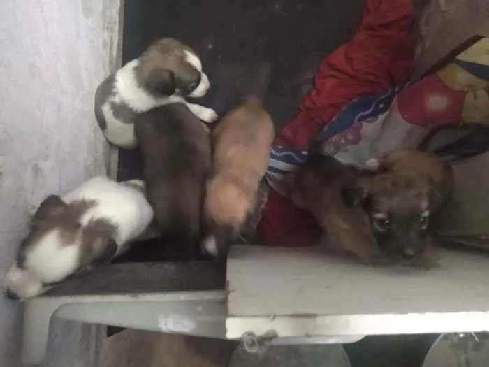 Cachorro raça Vira lata  idade Abaixo de 2 meses nome São 6 filhotes