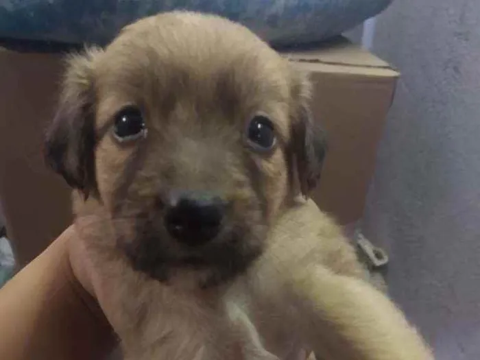 Cachorro raça Vira lata  idade Abaixo de 2 meses nome São 6 filhotes