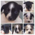 6 filhotinhos